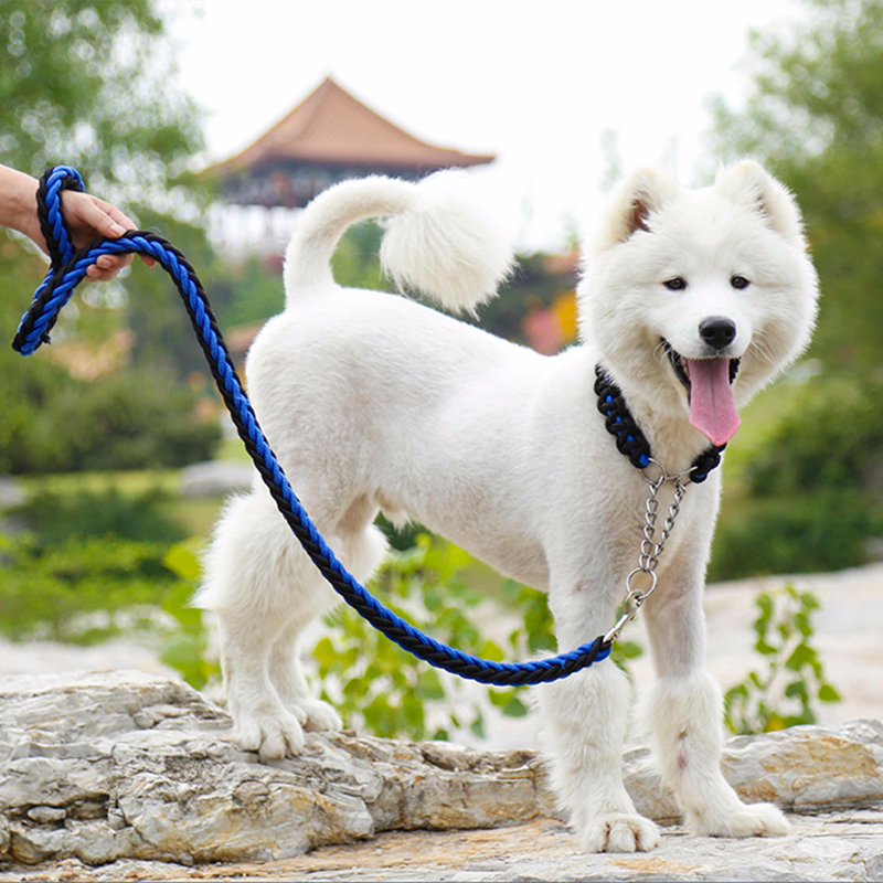 نصائح للحصول على تقليم الأظافر الكلب الخاص بك