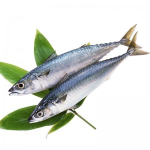 الماكريل المجمد جولة كاملة