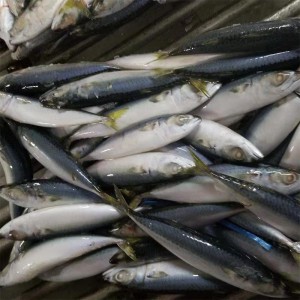 الماكريل المجمد جولة كاملة