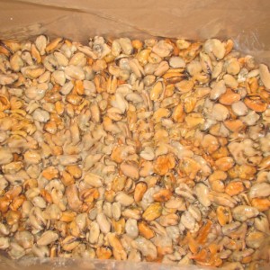 لحم بلح البحر المغلي المجمد