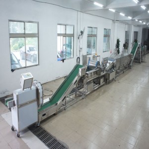 الكراث كبير قتل خط الانتاج