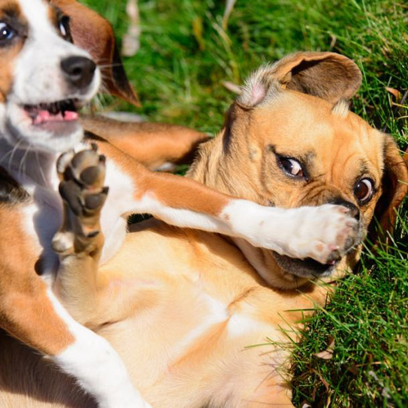 ما الدواء يجب أن يكون الكلب كلب الأمعاء فضفاضة تأخذ؟