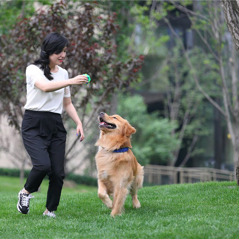 التركيز على! يجب أن تمشي الكلاب على المقود