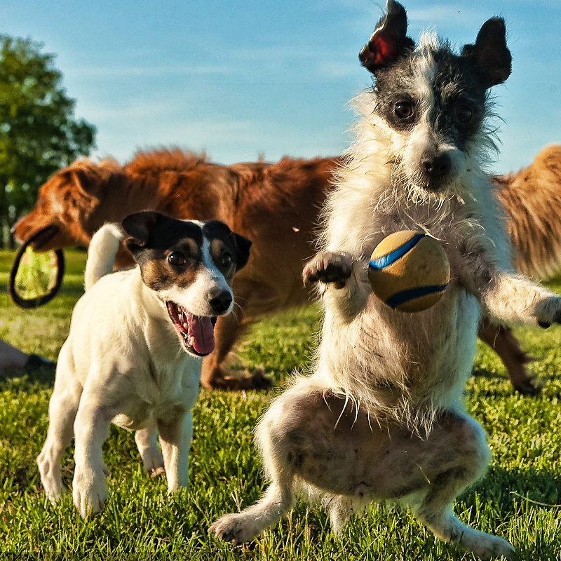 هل تستطيع كلاب الحليب شربها؟