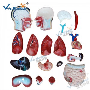 نموذج تشريح جسم الإنسان الطبي 85 سم ذكر الجذع نموذج 19 أجزاء