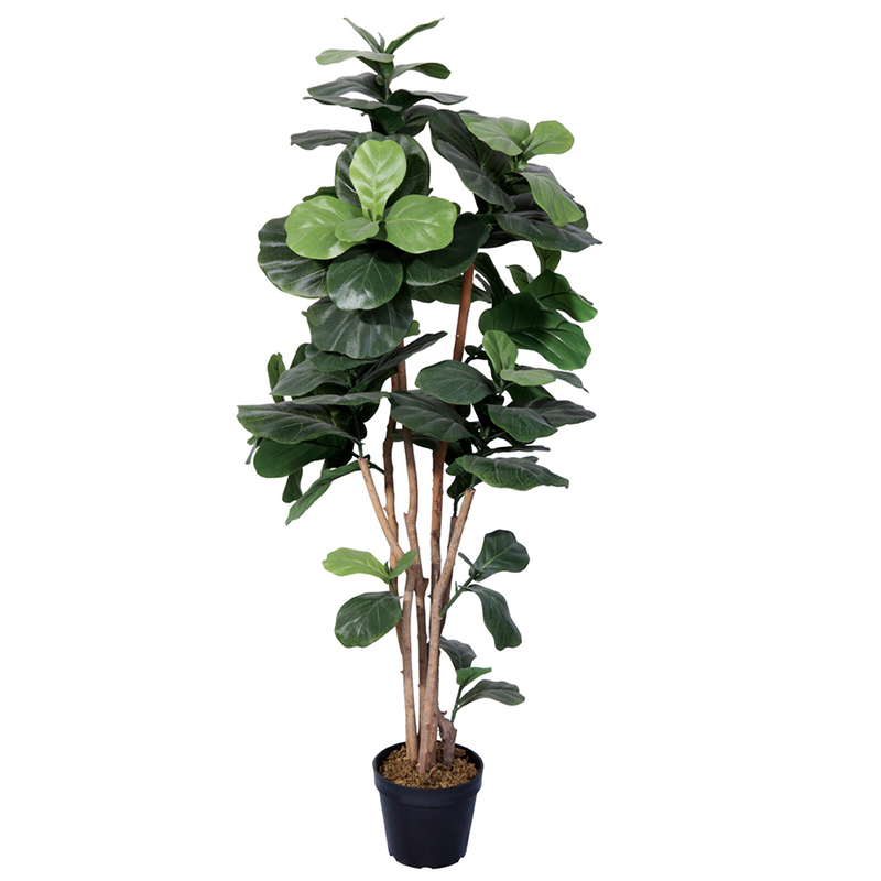 رقم العضوية