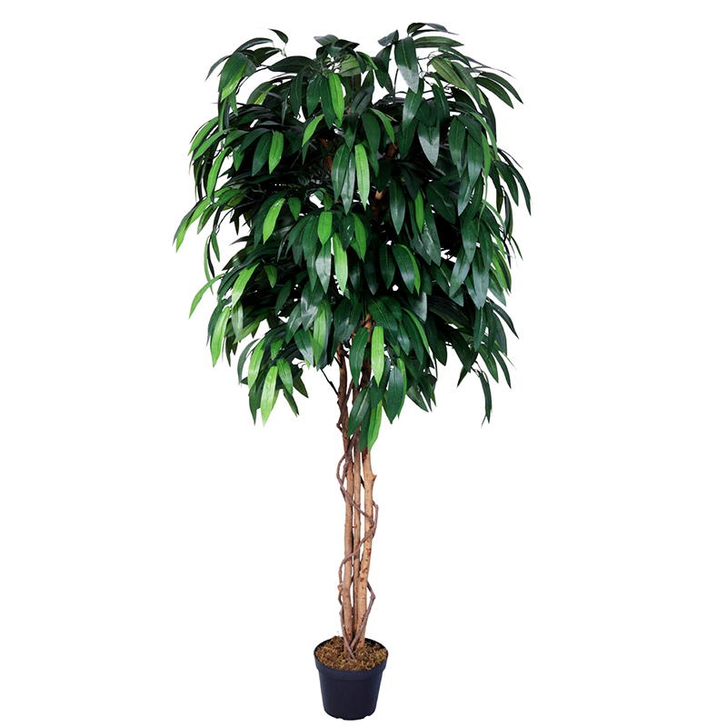 رقم العضوية