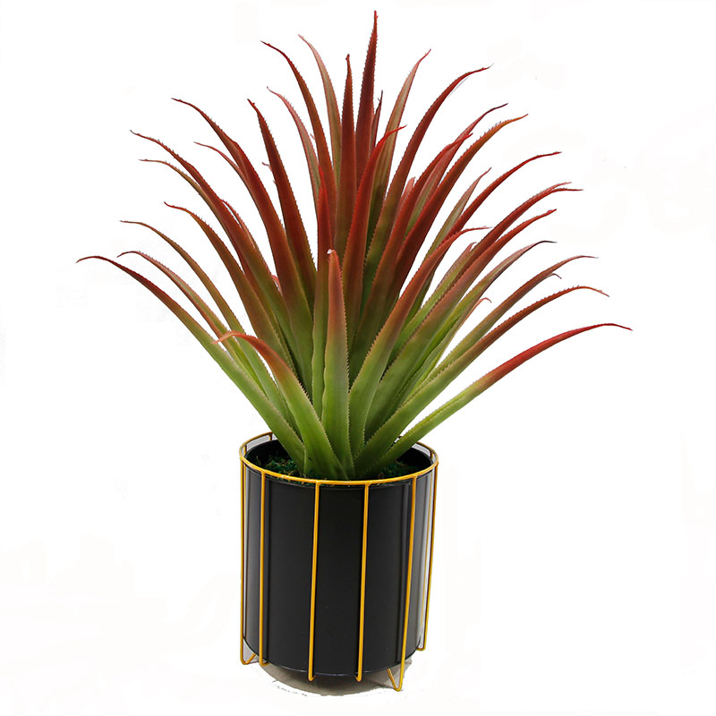 رقم العضوية