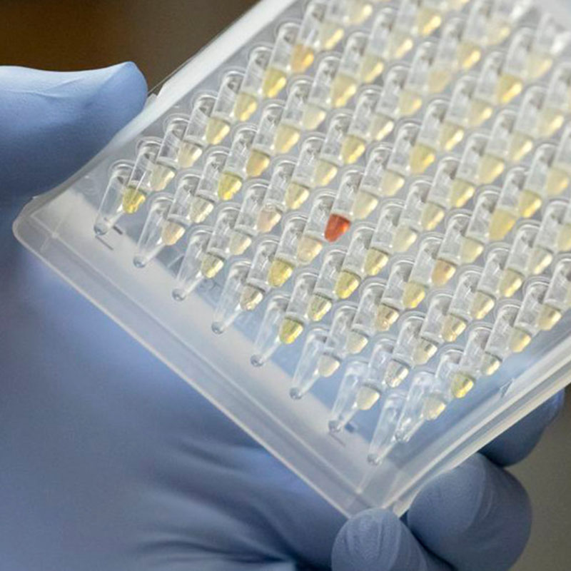 الباحثون الذين ينظرون إلى انتشار أوريغون Covid-19