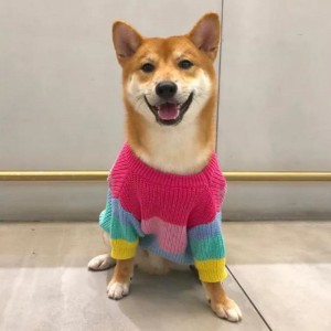 الشركة المصنعة مخصصة القطط الشتوية المعاطف القطط سترة للحيوانات الأليفة