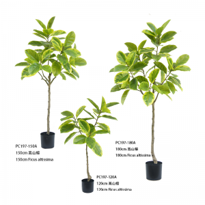 اللبخ التيسيما