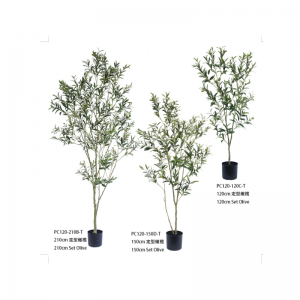 شجرة أوليفر Ⅱ